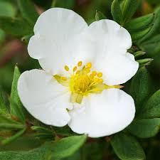 White Potentilla Flower Seeds – Heirloom, Non-GMO, High Germination Organic Garden Seeds for Planting