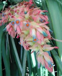 Semillas de flores de Puya Dyckioides rosa – Orgánicas, sin OMG, herencia, alta germinación para plantar en jardín