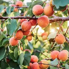Apricot Fruit Seeds for Planting – Heirloom Non-GMO High Germination Organic Garden Seeds