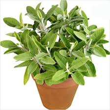 Green Sage Plant Seeds Heirloom Non-GMO High Germination Organic Garden Seeds for Planting