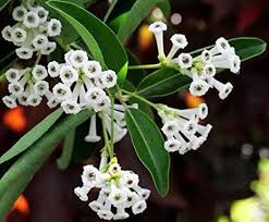 White Cestrum Diurnum Flower Seeds – Heirloom, Non-GMO, High Germination Organic Garden Seeds for Planting