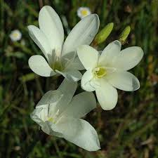 Sparaxis Flower Seeds White – Heirloom, Non-GMO, High Germination Organic Garden Seeds