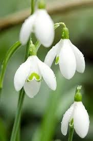Snowdrop Flower Seeds White for Planting – Heirloom, Non-GMO, High Germination Organic Garden Seeds