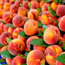 Nemaguard Peach Fruit Tree Seeds for Planting – Non-GMO Heirloom High Germination Organic Garden Seeds for Sweet Juicy Peaches