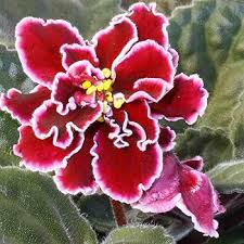 Saintpaulia Ionantha Flower Seeds Red – Heirloom Non-GMO High Germination Organic Garden Seeds
