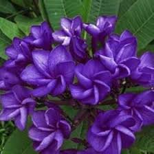 Purple Plumeria Flower Seeds Heirloom Non-GMO High Germination Organic Garden Seeds for Planting