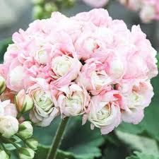 Rosebud Geranium Flower Seeds for Planting – Heirloom Non-GMO High Germination Organic Garden Seeds