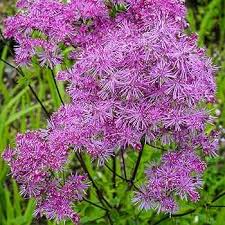 Pink Thalictrum Flower Seeds Heirloom Non-GMO High Germination Organic Garden Seeds for Planting