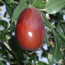 Ginkgo Biloba Fruit Seeds for Planting | Heirloom Non-GMO High Germination Organic Garden Seeds for Ancient Trees
