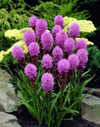 Pink Liatris Flower Seeds – Seeds for Planting, Heirloom, Non-GMO, High Germination Organic Garden Seeds