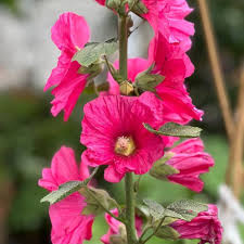 Pink Hollyhock Flower Seeds Heirloom Non-GMO High Germination Organic Garden Seeds for Planting