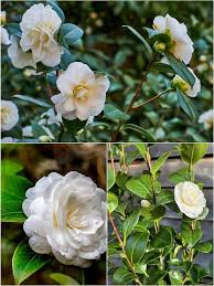 White Camellia Flower Seeds For Gardens – Heirloom, Non-GMO, High Germination Organic Garden Seeds for Planting