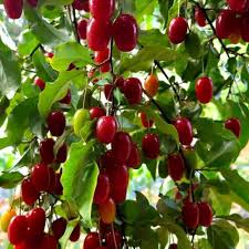 Barbados Cherry Seeds Red – Heirloom, Non-GMO, High Germination Organic Garden Seeds for Planting Seeds for Planting