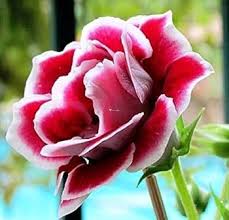 Red Speciosa Gloxinia Flower Seeds Heirloom Non-GMO High Germination Organic Garden Seeds for Planting