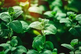 Perennial Mint Plant Seeds Green Heirloom Non-GMO High Germination Organic Garden Seeds for Planting