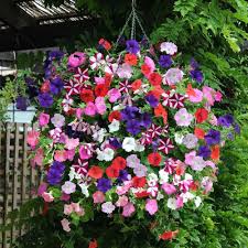 Semillas de Petunia Colgante Mixta – Herencia, No OGM, Semillas de Alta Germinación