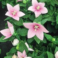 Pink Platycodon Flower Seeds for Planting – Heirloom, Non-GMO, High Germination Organic Garden Seeds