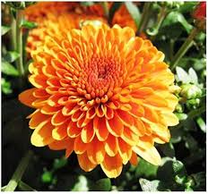 Helle orangefarbene Chrysanthemen-Samen – Alte Sorte, gentechnikfrei, hohe Keimrate