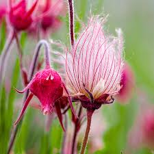 Pink Geum Triflorum Flower Seeds – Heirloom, Non-GMO High Germination Seeds for Planting | Organic Garden Seeds