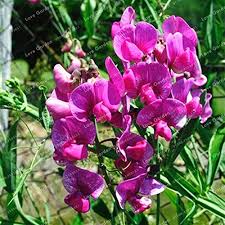 Lathyrus Flower Seeds Pink For Gardening – Heirloom, Non-GMO, High Germination Organic Garden Seeds for Planting