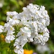 Giant Phlox Flower Seeds for Planting – Heirloom, Non-GMO, High Germination Organic Garden Seeds