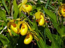 Yellow Lady Slipper Orchid Flower Seeds – Heirloom Non-GMO High Germination Organic Seeds