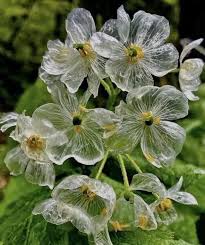 Semillas de flores de Diphylleia Grayi blancas Herencia No transgénicas Alta germinación Semillas de jardín orgánicas