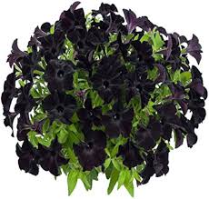 Semillas de Petunia Negra para Plantar – Semillas de Alta Germinación, No Modificadas Genéticamente, Variedad Tradicional