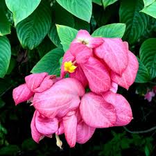 Rosa Erythranthe Blumensamen – Alte Sorte, gentechnikfrei, keimstark, Bio-Gartensamen zum Pflanzen