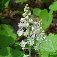 Tiarella Cordifolia Flower Seeds Heirloom Non-GMO High Germination Organic Garden Seeds