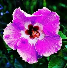 Giant Hibiscus Flower Seeds – Heirloom, Non-GMO, High Germination Seeds