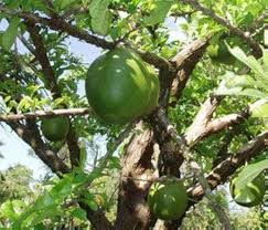 Crescentia Seeds Green Heirloom Non-GMO High Germination Organic Garden Seeds for Planting