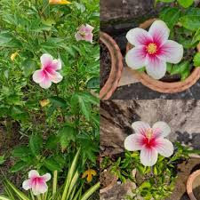 Hibiscus Flower Seeds Pink White – Heirloom, Non-GMO, High Germination Seeds