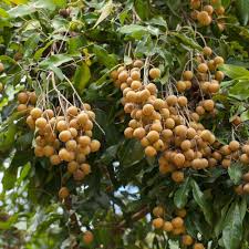 Longan Seeds Brown Heirloom Non-GMO High Germination Organic Garden Seeds for Planting