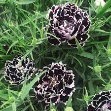 Black White Dianthus Flowers Seed – Heirloom Non-GMO High Germination