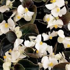 Semillas de Begonia Farol Blanco para Siembra, de Herencia, No Transgénicas, de Alta Germinación, Semillas Orgánicas para Jardín