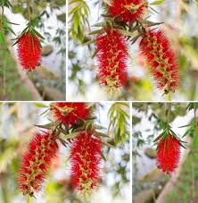 Red Bottlebrush Flower Seeds Heirloom Non-GMO High Germination Organic Garden Seeds for Planting