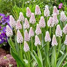 Pink Armeniacum Flower Seeds Heirloom Non-GMO High Germination Organic Garden Seeds for Planting