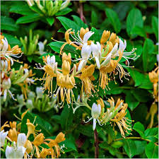 Yellow Lonicera Caprifolium Flower Seeds – Heirloom Non-GMO High Germination Organic Garden Seeds
