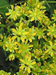 Yellow Saxifraga Flower Seeds Heirloom Non-GMO High Germination Organic Garden Seeds for Planting