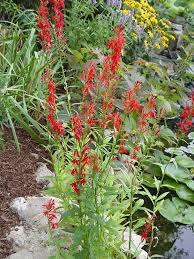 Red Lobelia Flower Seeds for Planting – Heirloom, Non-GMO, High Germination Organic Garden Seeds