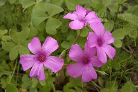 Pink Oxalis Acetosella Flower Seeds – Heirloom, Non-GMO, High Germination Organic Garden Seeds for Planting