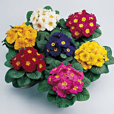 Mixed Acaulis Primula Flower Seeds – Heirloom, Non-GMO, High Germination Seeds