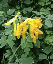 Corydalis Lutea Flower Seeds Yellow – Heirloom, Non-GMO, High Germination Organic Garden Seeds
