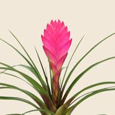 Pink Bromeliad Tillandsia Flower Seeds Heirloom Non-GMO High Germination Organic Garden Seeds for Planting