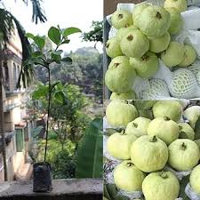 Thai White Guava Fruit Seeds for Planting Heirloom Non-GMO High Germination Organic Garden Seeds