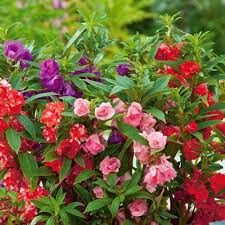 Perennial Impatiens Flower Seeds – Heirloom, Non-GMO, High Germination Organic Garden Seeds for Planting Seeds for Planting