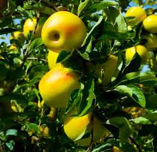 Apple Seeds Yellow Heirloom Non-GMO High Germination Organic Garden Seeds for Planting