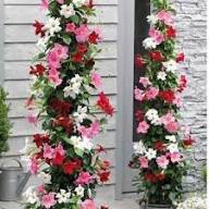 Mixed Dipladenia Flower Seeds for Planting – Heirloom, Non-GMO, High Germination Organic Garden Seeds