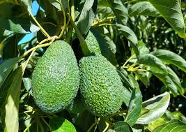 Carmen Hass Avocado Seeds for Planting – Heirloom Non-GMO High Germination Organic Garden Seeds